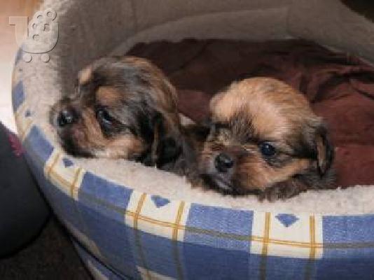 PoulaTo: Free Home raised Cute Awesome Yorkie Puppies